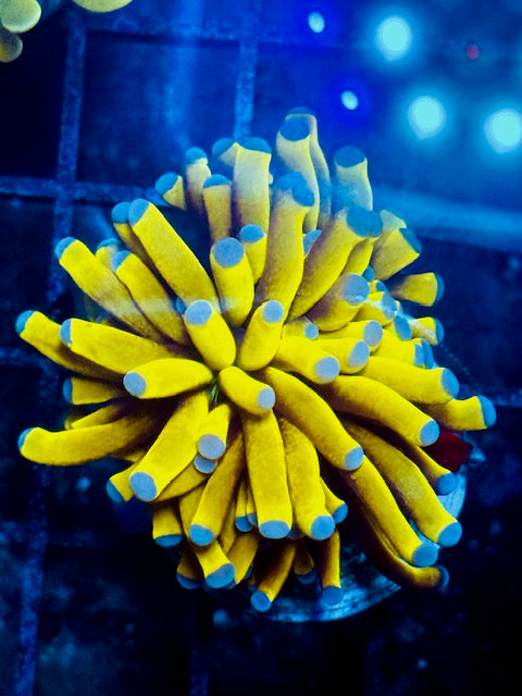 Malaysian Banana Torch Coral