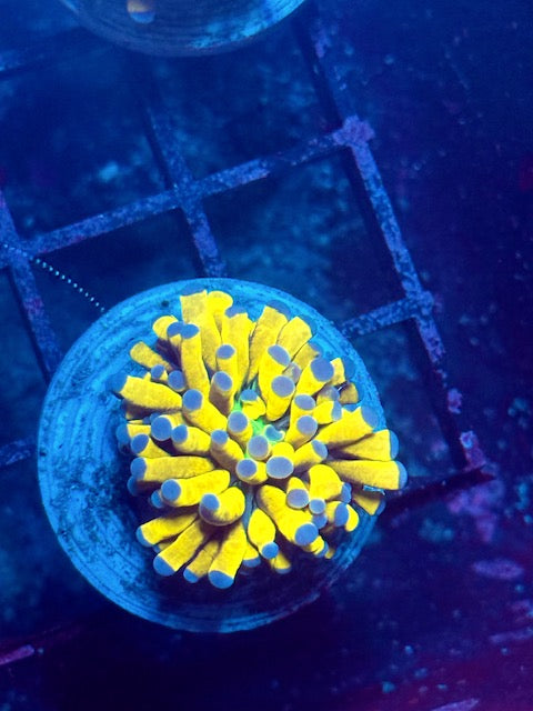 Malaysian Banana Torch Coral
