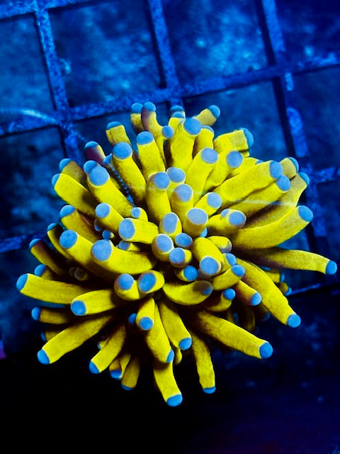 Malaysian Banana Torch Coral
