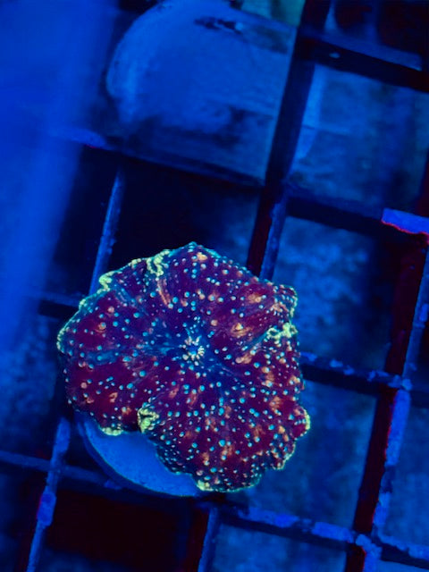 Panther Skin Mushroom