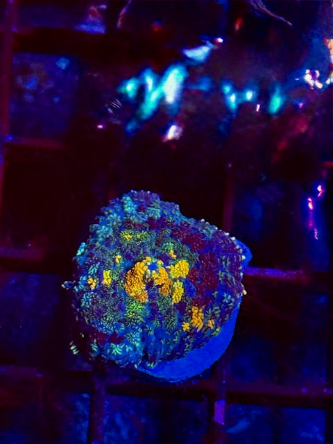 Goldrush Berseker Mushroom