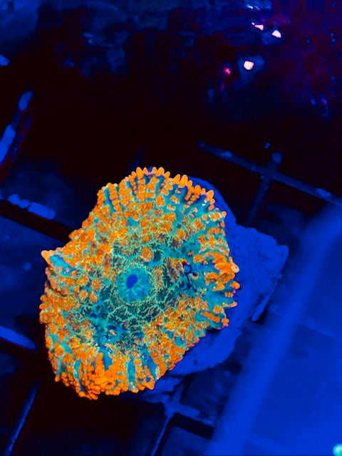 Orange Bomb Berseker Mushroom