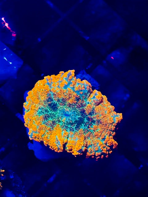 Orange Bomb Berseker Mushroom