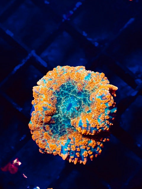 Orange Bomb Berseker Mushroom