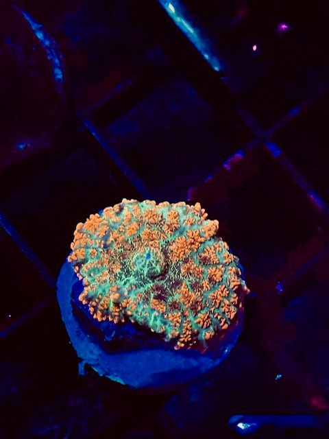Orange Bomb Berseker Mushroom