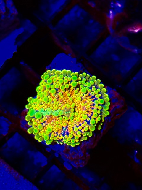 Halo Bounce Yuma Mushroom