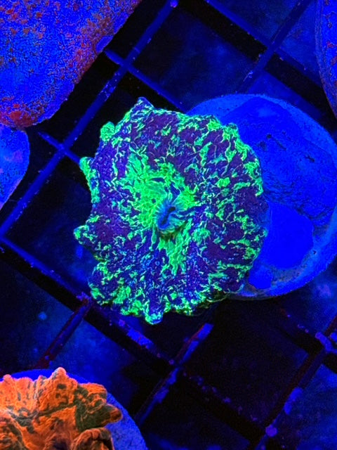 Kryptonite Mushroom Coral