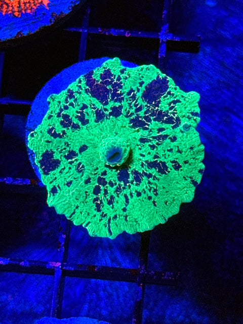 Kryptonite Mushroom Coral
