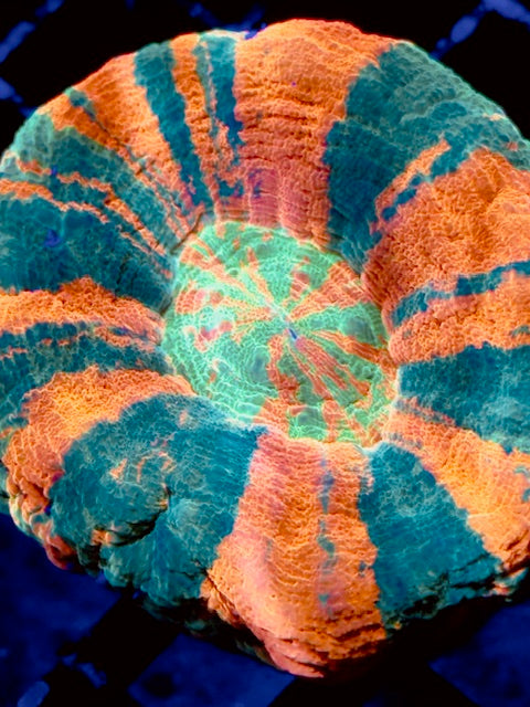 Ultimate Reverse Bleeding Orange Scoly