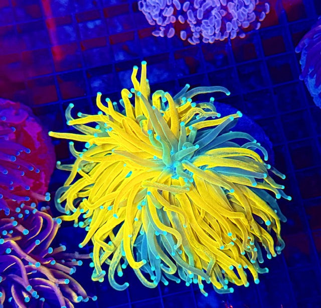 Reverse Tiger Torch Coral- WYSIWYG - Extremely rare - Collector Piece