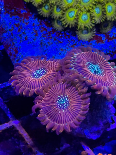 OG Magician Zoa Plug