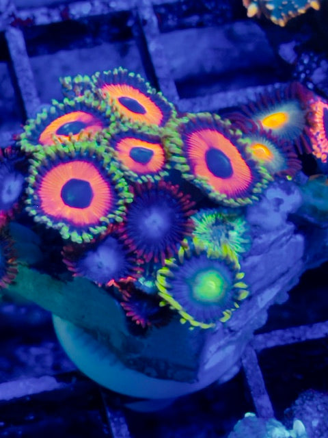 Mixed Zoa Plug