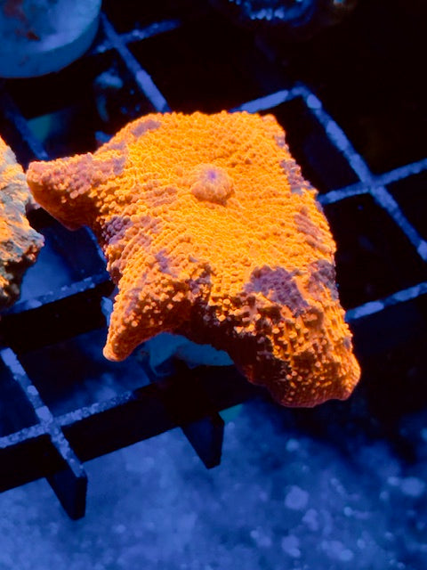 Deadpool Mushroom Coral