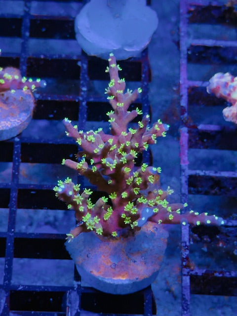 Bonsai SPS Coral - WYSIWYG