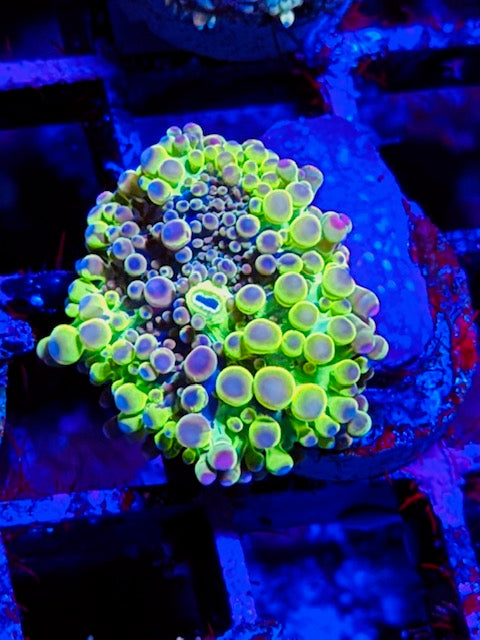Silverwind Yuma Mushroom