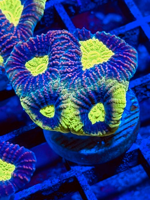 Dragon Soul Favites Plug 03