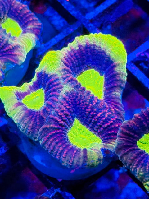 Dragon Soul Favites Plug 01