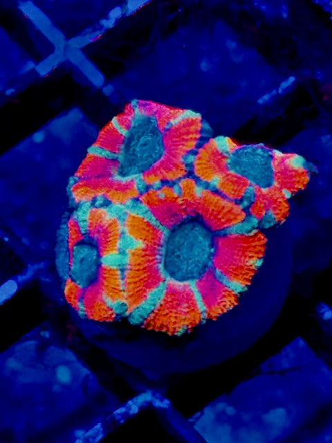 Watermelon Acan Plug 01