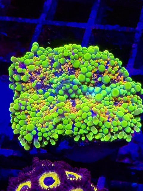 American Pie Yuma Mushroom - Deep Water