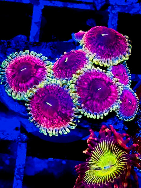 Southern Lights Zoa Plug - New Release