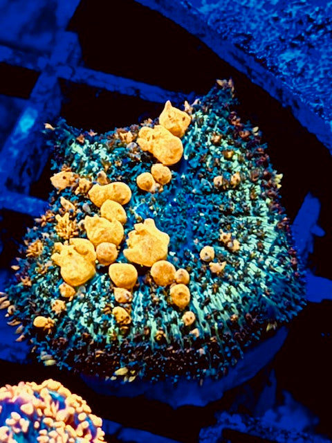 Sunkist Bounce Mushroom Coral