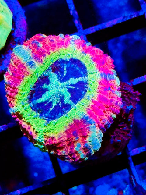 Tortilla Asian Acan