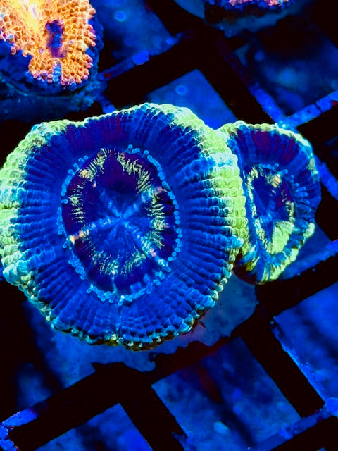 Aussie Lord Acan Plug- WYSIWYG