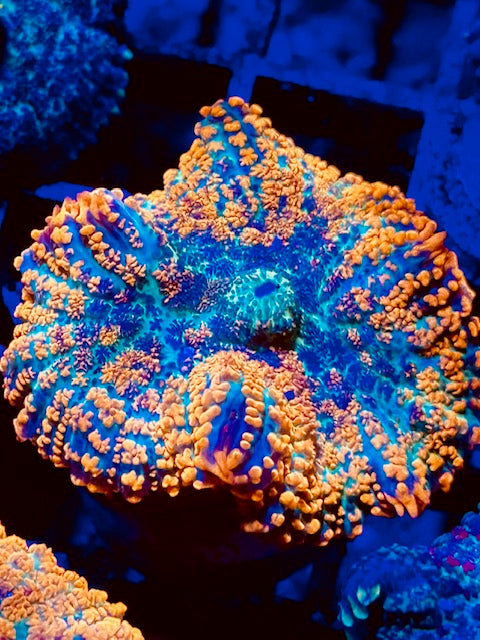 Molten Lava Mushroom Coral