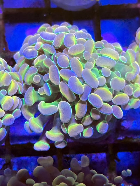 True Hologram Hammer Coral - Single Head