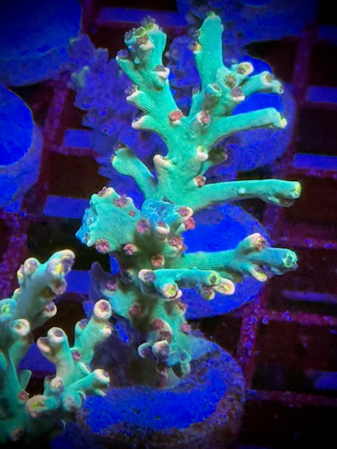 Pantydropper Rainbow Speciosa