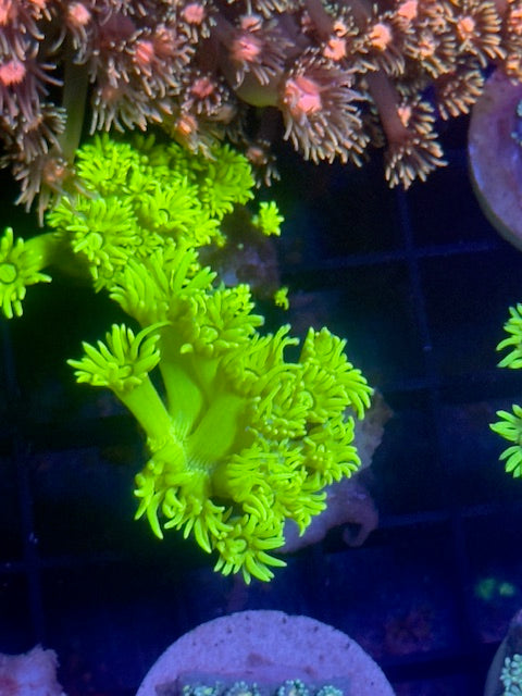 Lemon Peel Goniopora