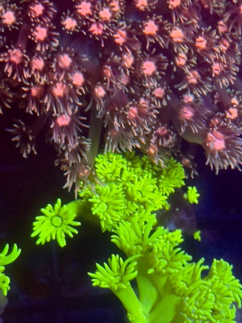 Lemon Peel Goniopora