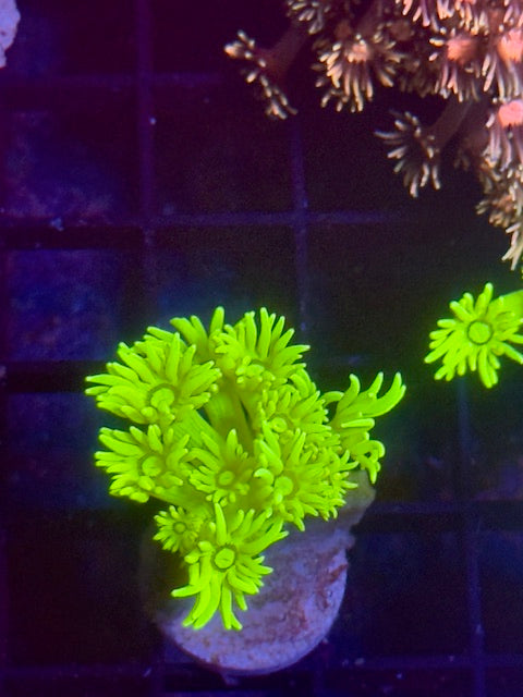 Lemon Peel Goniopora