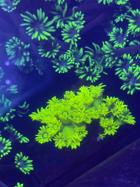 Lemon Peel Goniopora