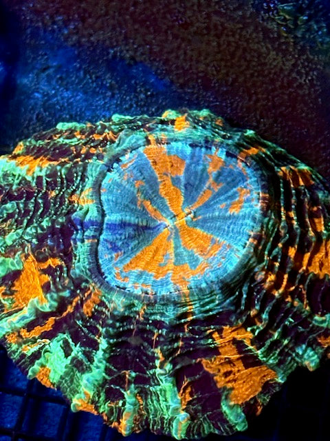 Master Acanthopyllia - WYSIWYG