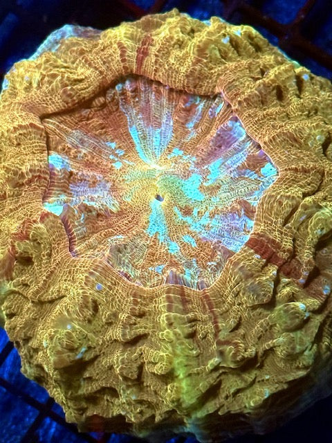 Golden Acanthopyllia -WYSIWYG