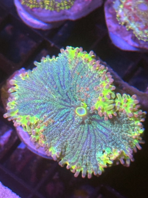 CBA El Corazon Yuma Mushroom - WYSIWYG!!