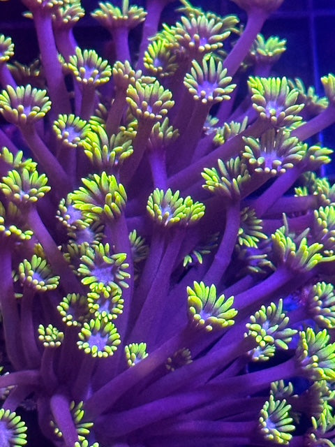 Shota Branching Goniopora