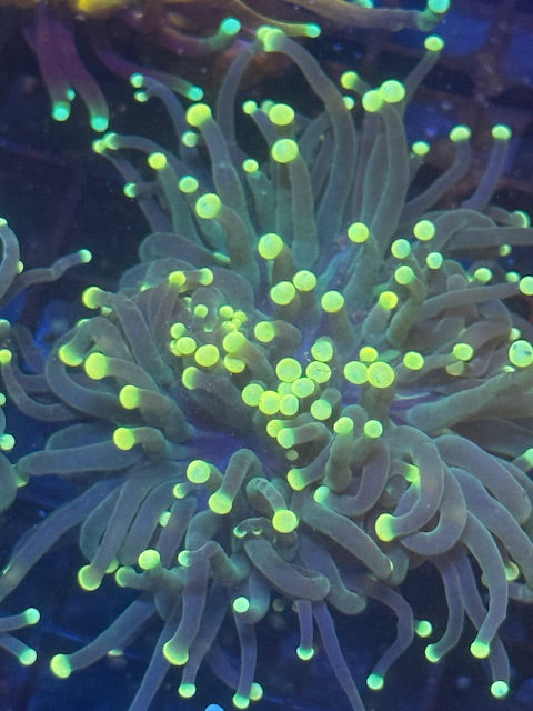 Bold Eagle White Tip Torch Coral