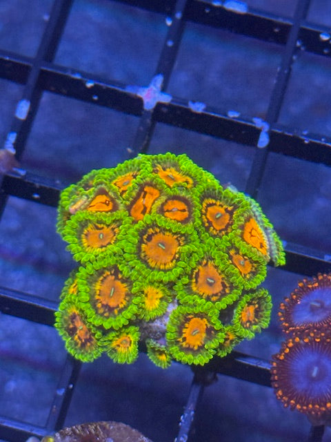 Marvin the Martian Zoa