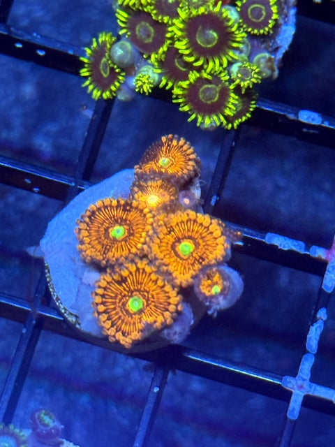 CBA Beekeeper Zoas -New String