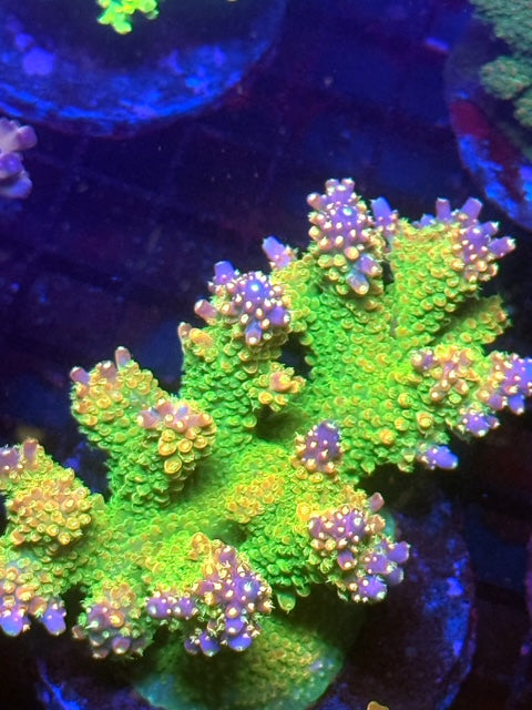 Rainbow Loom Acropora