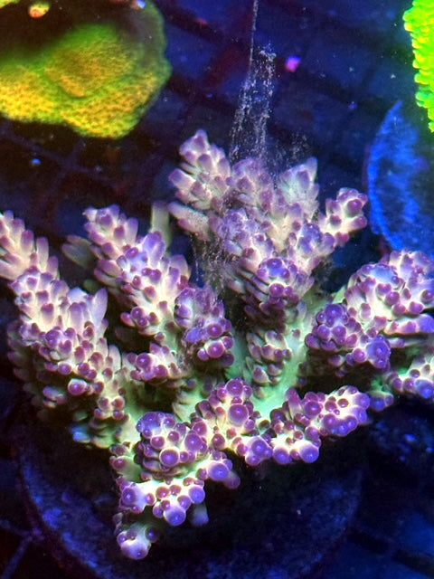 Contraband SPS Coral