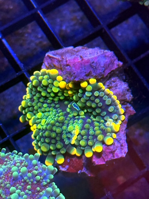 Bootilicious Malaysian Deep Water Yuma