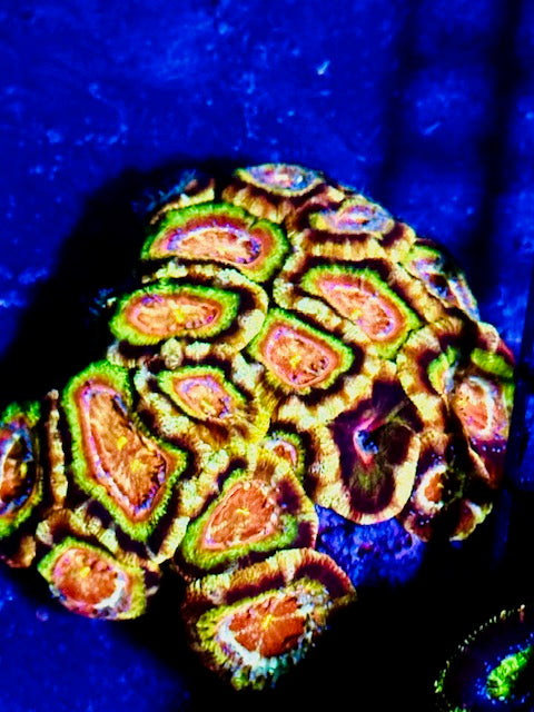 Asian Acan Goku