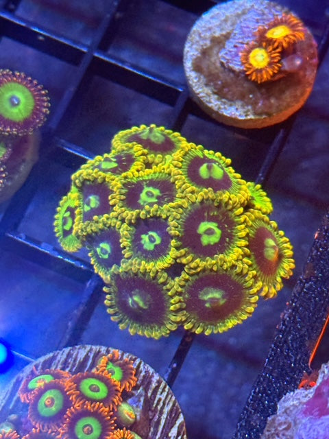 Rainbow Yoda Zoas
