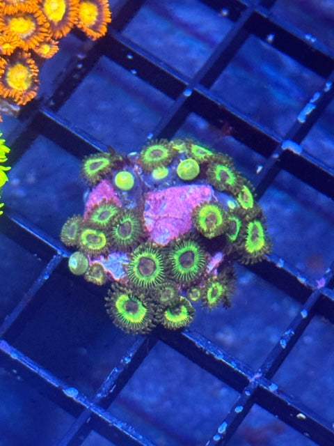 Luigi Mansion Zoa