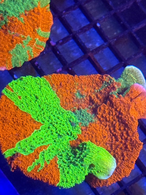 CBA Grafted Monti Cap