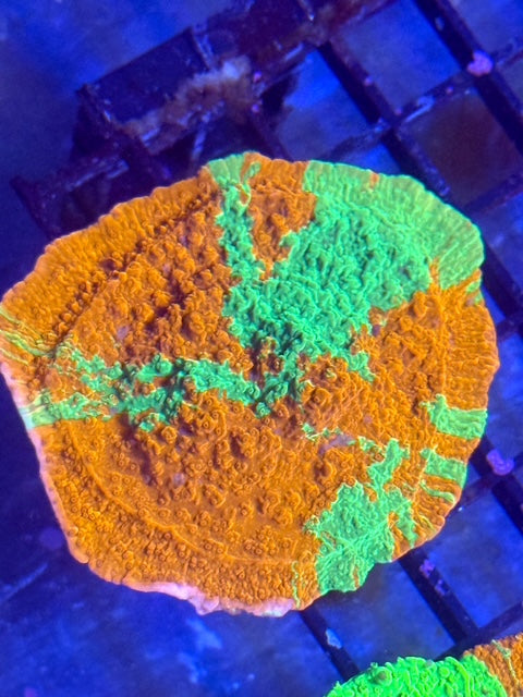 WWC Grafted Monti Cap