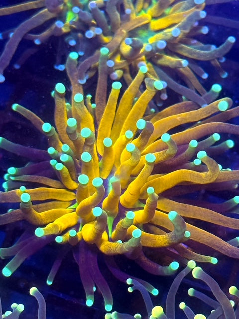 Tiger Torch Coral